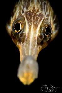 Close up of a Greater pipefish (syngnathus acus) Zeeland,... by Filip Staes 